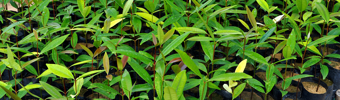 &Aacute;rboles Nativos en el Vivero
