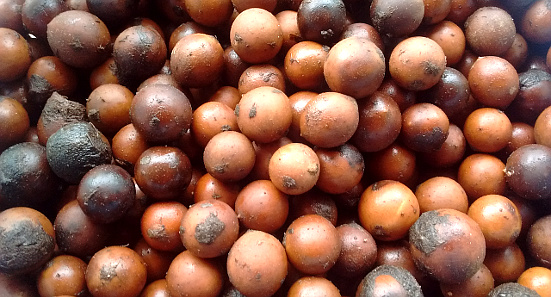 Semillas de Cachicamo