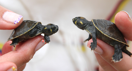 Rescued Baby Turtles
