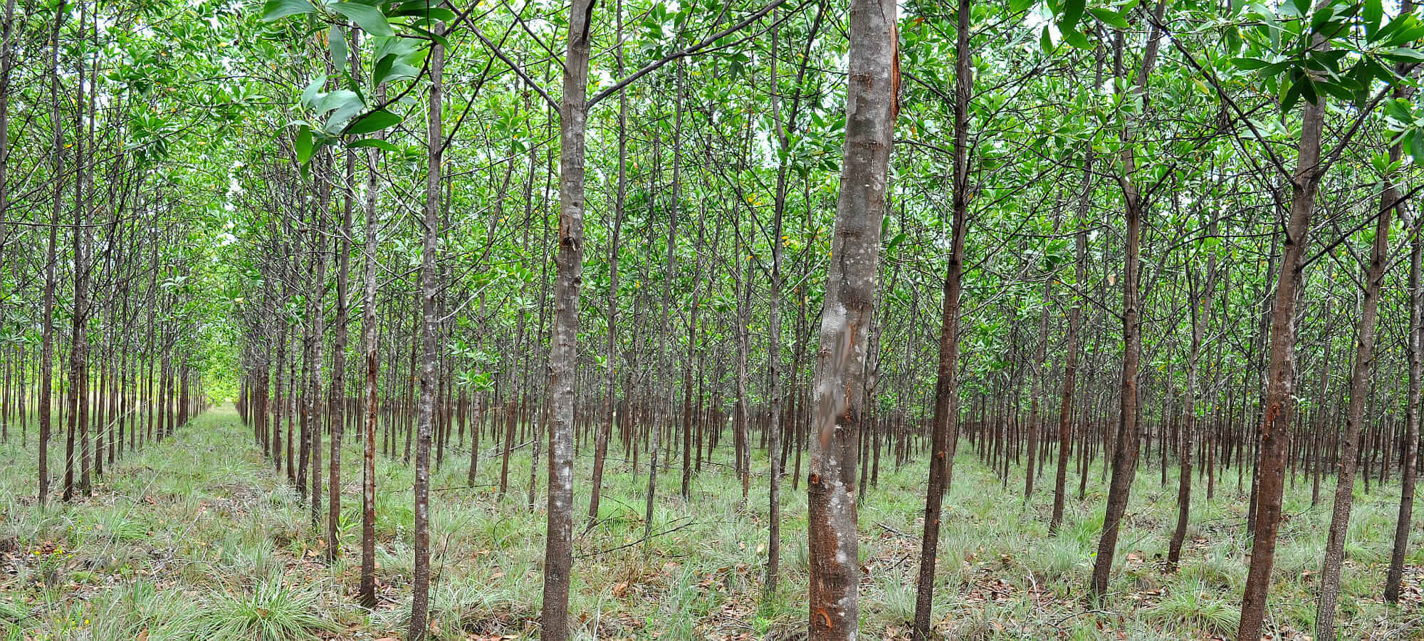 Plantaci&oacute;n de Acacia mangium 1