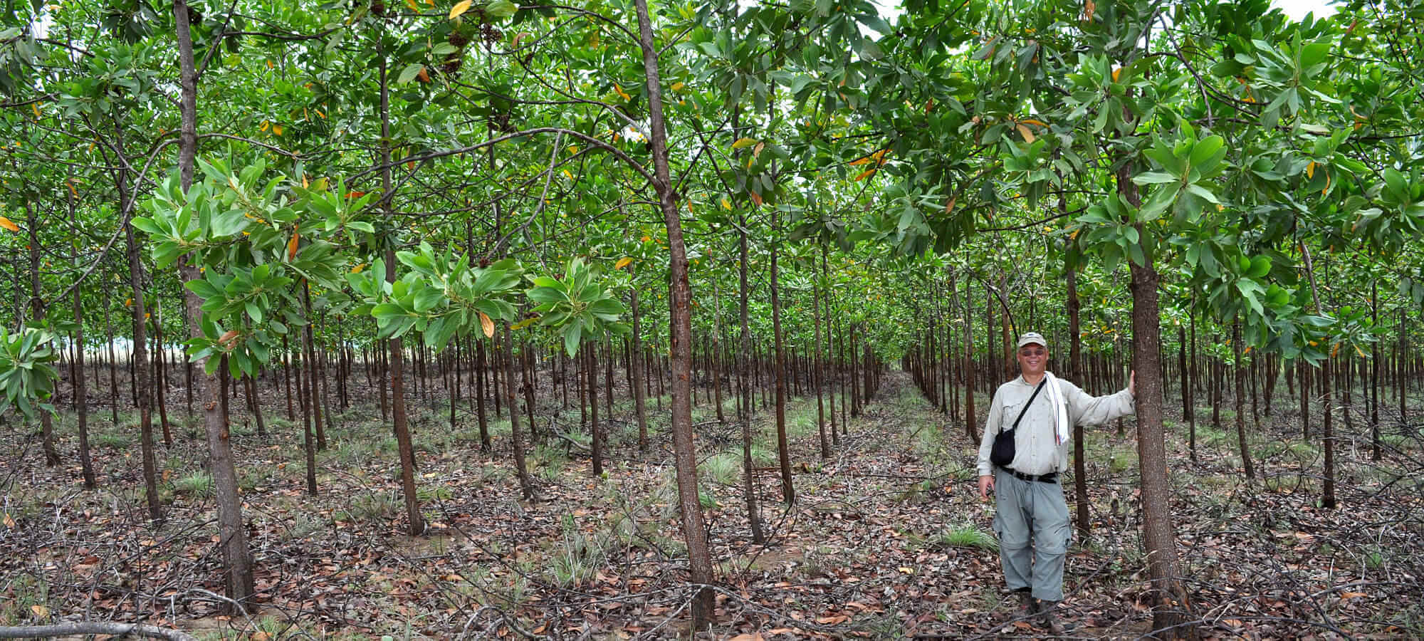 Plantaci&oacute;n de Acacia mangium 2