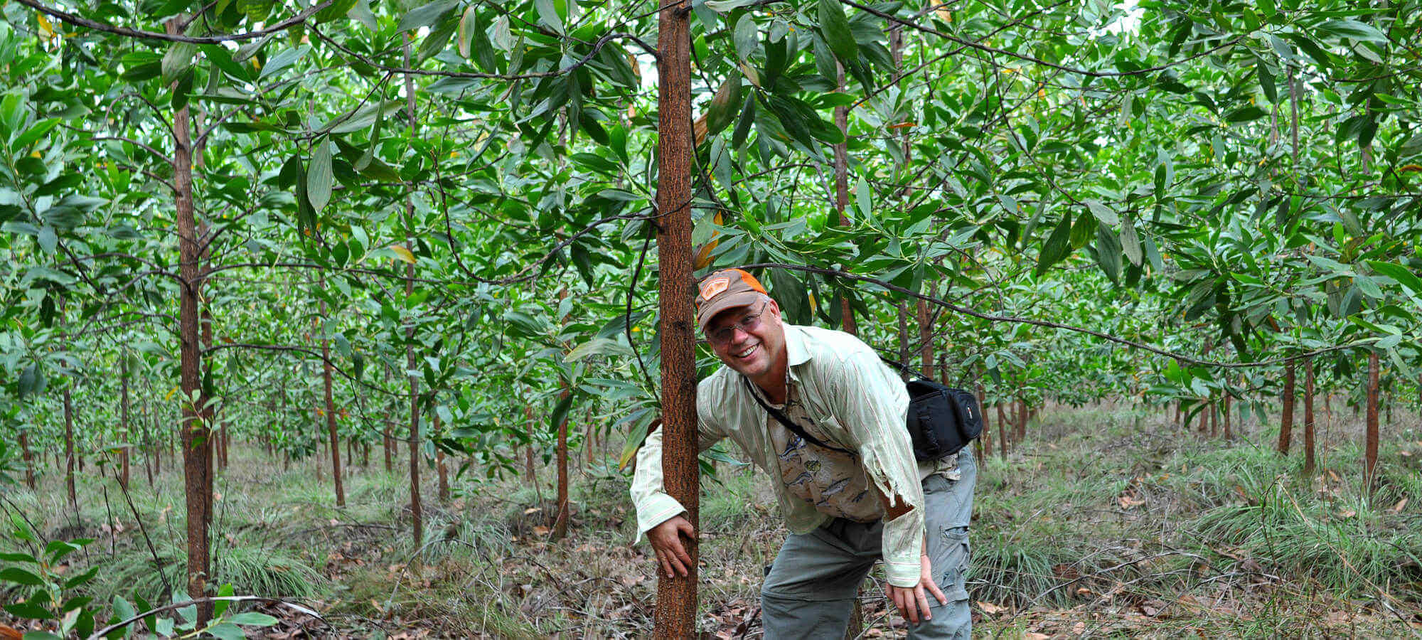 Plantaci&oacute;n de Acacia mangium 3