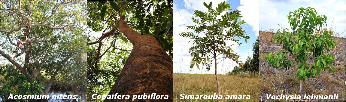Natural Silviculture in Vichada