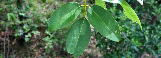 Congrio Leaves