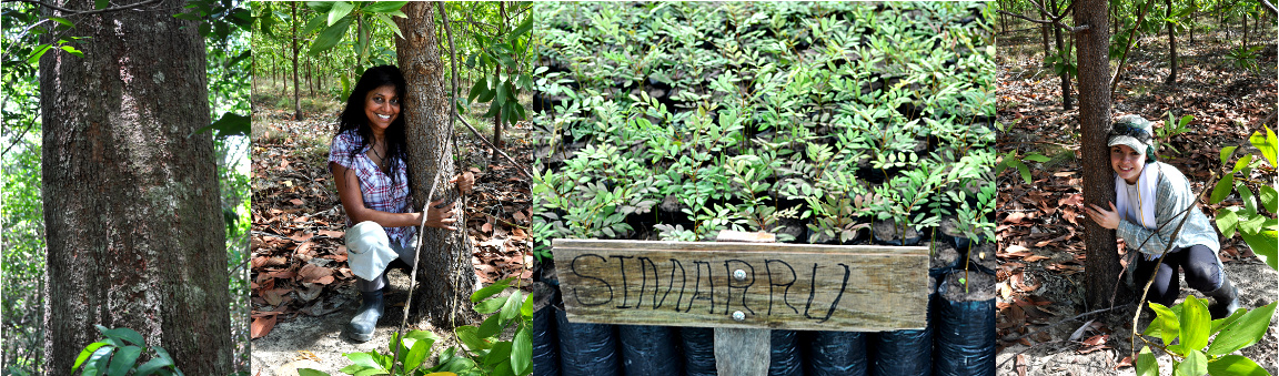 Native Carbon Trees