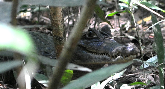 Ecotourism Caiman